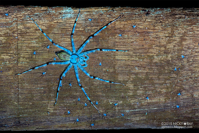 Huntsman spider with spiderlings (Pandercetes sp.) - DSC_1430