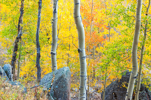 autumn trees favorite mountains forest flora colorado unitedstates aspens rockymountains jefferson pikenationalforest kenoshapass