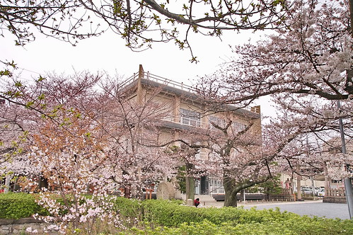【写真】2013 桜 : 六孫王神社/2020-04-21/IMGP8934