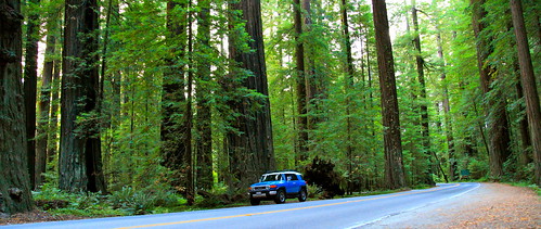 california statepark park trees northerncalifornia forest humboldt highway 4x4 scenic route toyota giants mendocino redwood avenue talltrees 254 scenicroute redwoodhighway redwoodforest avenueofthegiants mendocinocounty fjcruiser humboldtredwoodsstatepark highway254 toyotafjcruiser gianttrees route254