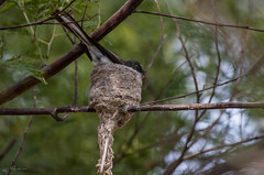Fantail Nest