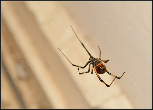 red white black macro glass up animal sign female danger warning insect one spider dangerous nikon close view cut web arachnid hanging widow juvenile arachnophobia isolated poisonous hourglass organism ventral mactans latrodectusgeometricus d5200 housebutton