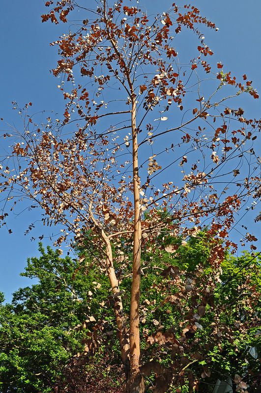Eucalyptus gunnii (2)