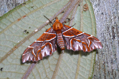 ecuador geometridae monarcha magicaria