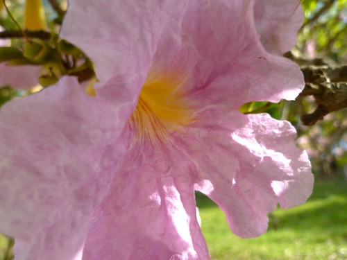 close up pink flower
