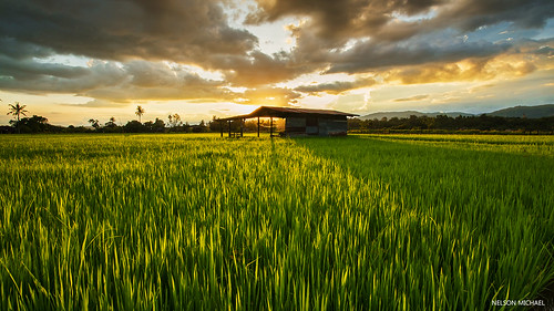 sunset green nature field zeiss landscapes paddy sony malaysia alpha sabah a99 keningau ayangan
