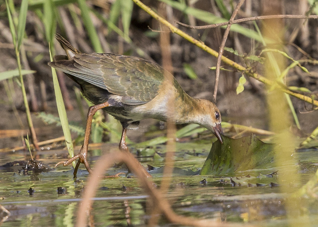 Allen's Gallinule  Gambia