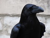 Raven by NH53