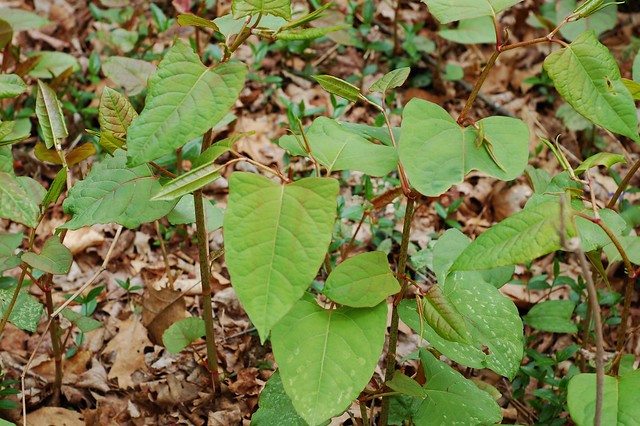 Japanese knotweed (fallopia japonica) by Eve Fox, the Garden of Eating, copyright 2016