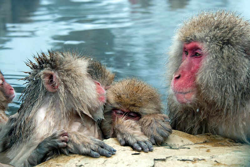 macaco japonés