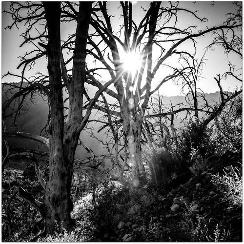 trees sunset blackandwhite bw square evening flare hillside squarecrop burned wildfire sunstar radlab wrightwoodcalifornia nikond7000