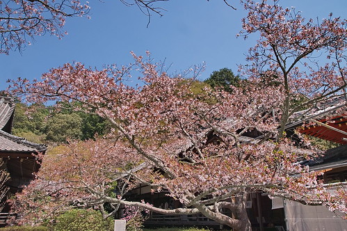 【写真】2013 桜 : 毘沙門堂/2021-03-09/IMGP9929