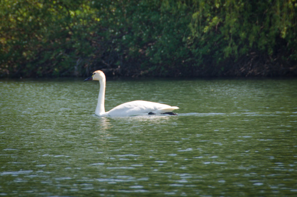 Wildlife in the Toronto Islands | A canoe and paddle boat tour of the Toronto Islands