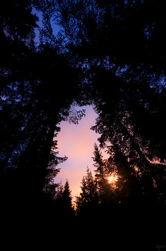 blue sunset orange norway pine silhouettes pines bluehour pinetrees gausdal silhouett oppland svingvoll sigma816mmf4556dchsm