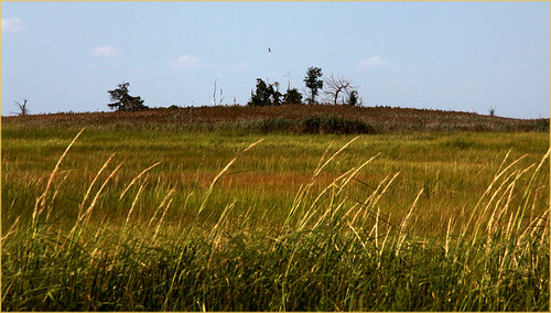 trees sky tree newjersey hill nj marsh savannah tallgrass wetland greatnature fortescuenj