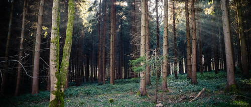 light nature forest photography photo pentax lumière contrejour ambiance louisengival pentaxmx1 format2351 boisdemennevret forêtdandigny format235
