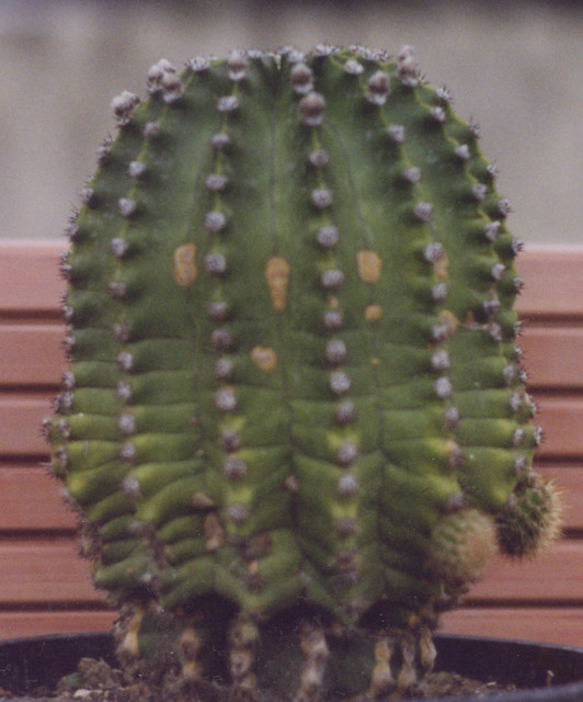 Echinopsis Multiplex