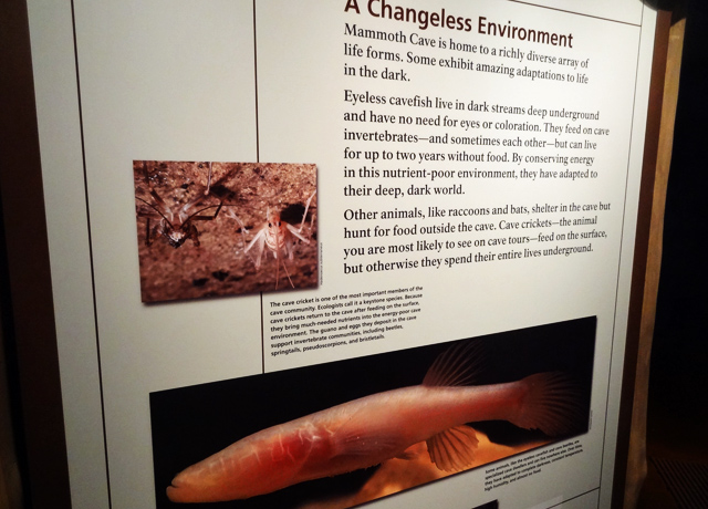 eyeless-cavefish