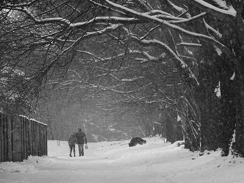 city trees winter people bw dog snow nature weather walking alley view path walk branches poland polska snowing avenue lodz łódź lodzkie łódzkie
