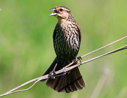 county female reis iowa larry prairie blackbird decorah redwinged winneshiek
