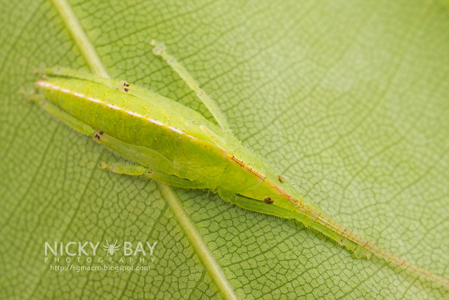 Katydid (Tettigoniidae) - DSC_0097
