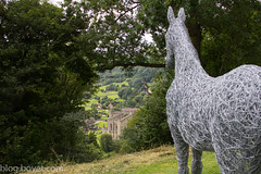 Horse looking at Rievaulx Abbey