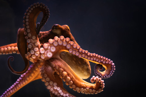 Key West Octopus