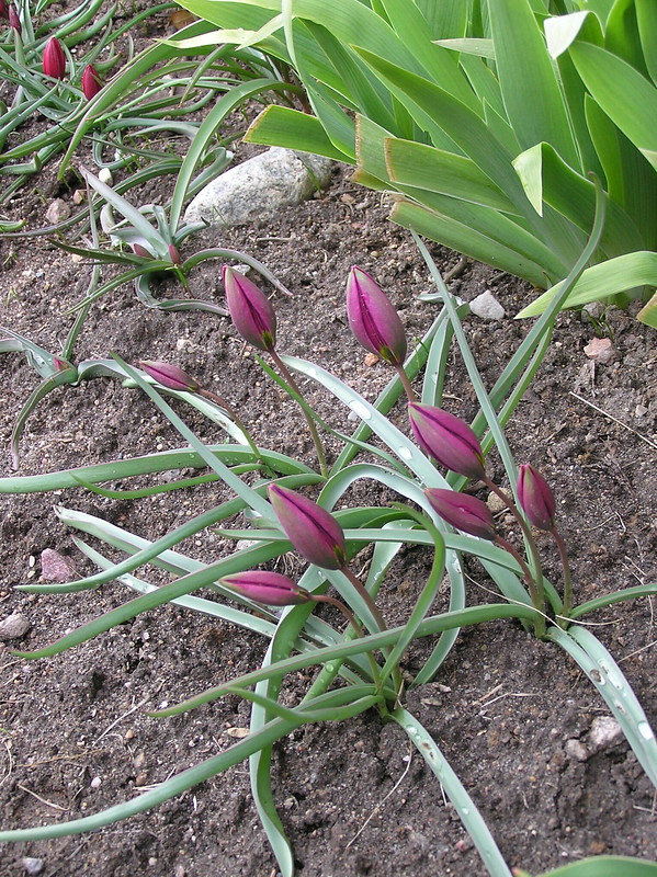 Tulipa 'Persian Pearl'