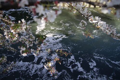 Cherry blossom petals falling into river