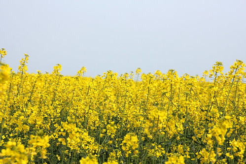 Yellow rapeseed flowers