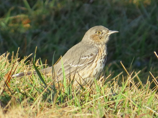 Sage Thrasher at Log Cabin Hill Rd in Putnam County, IL 127