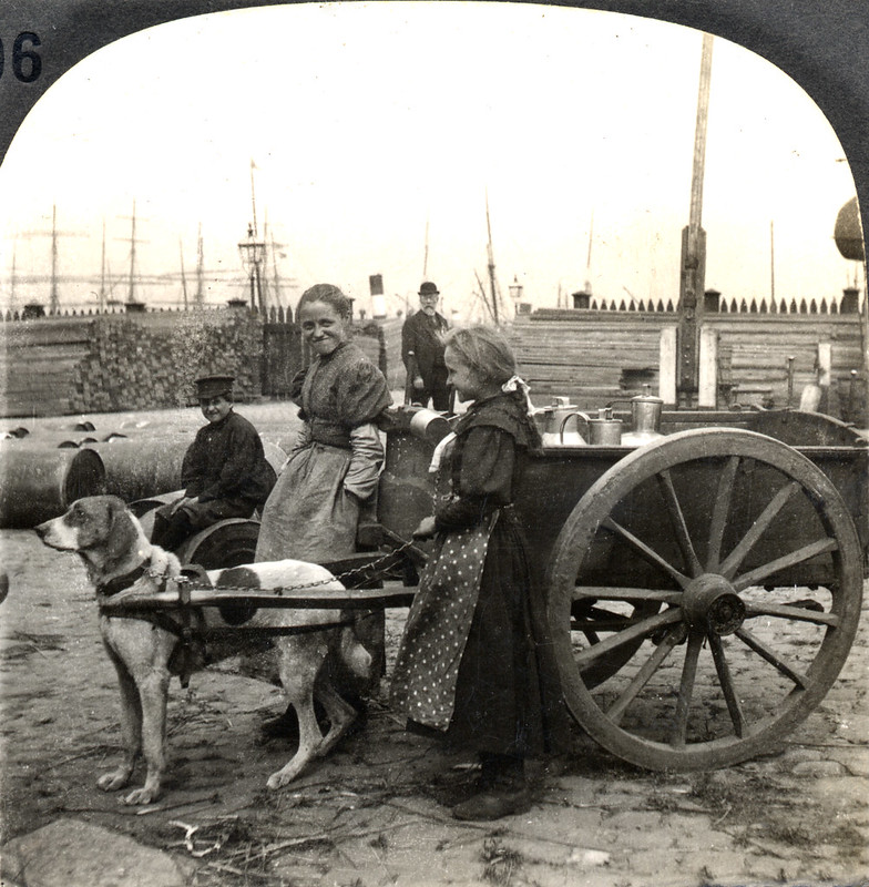 16) Antwerp dog cart