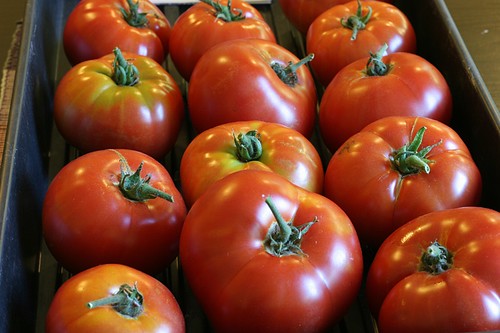 Harvest of Siletz tomatoes
