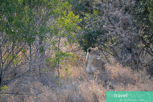 Lions stalking warthog
