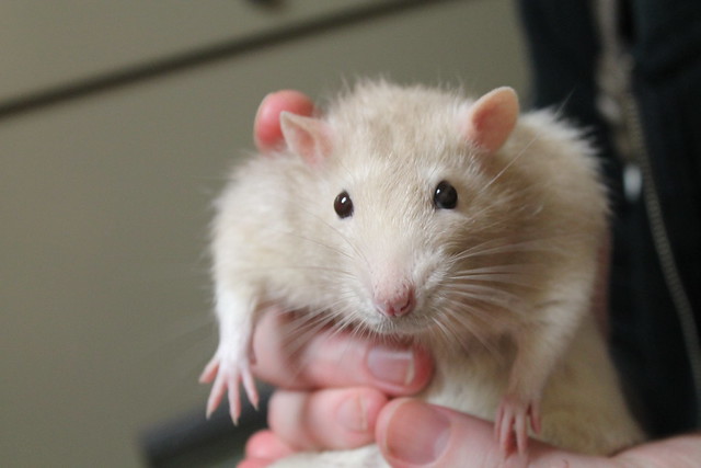 Merlin the rat--super sweet