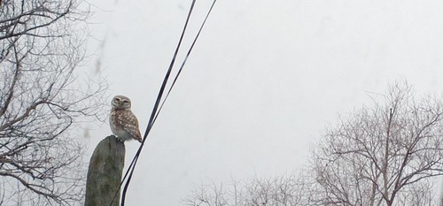 bird owl gerede baykuş sırt eskipazar çömlekçiler haydarlar