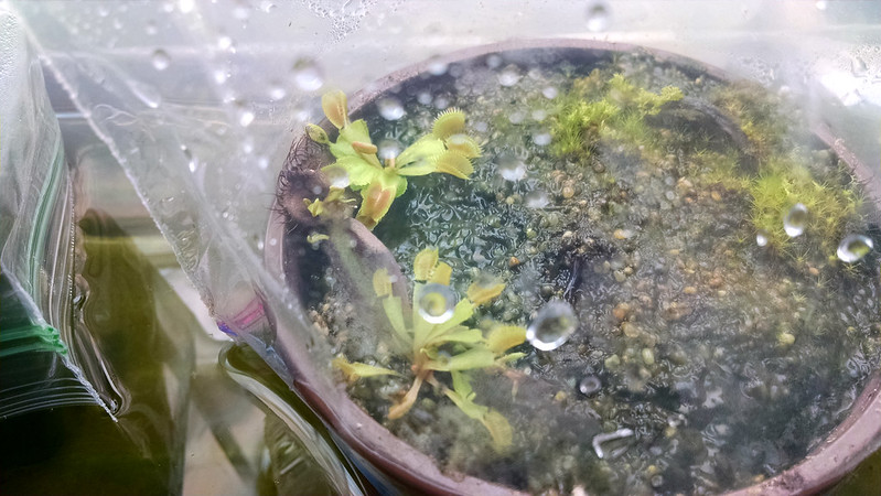 Dionaea muscipula 'B-52'.