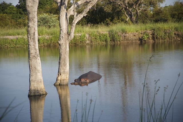 Sabi Sabi Private Game Reserve - Hippo