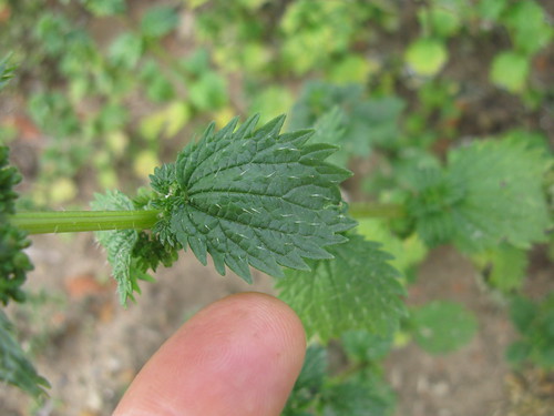 Urtica urens leaf2