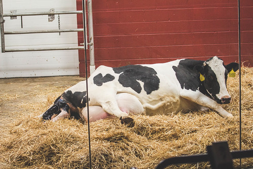 life baby barn cow farm birth may indiana fair oaks birthing 2016
