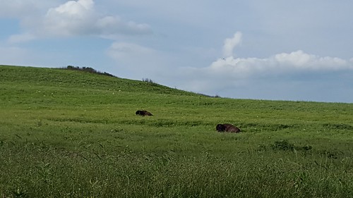 bison tallgrass natureconcervancy josephhwilliamstallgrassprairiepreserve