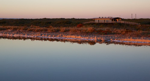 morning salt mangrove fields southaustralia stkildamangrovesinterpretivecentre