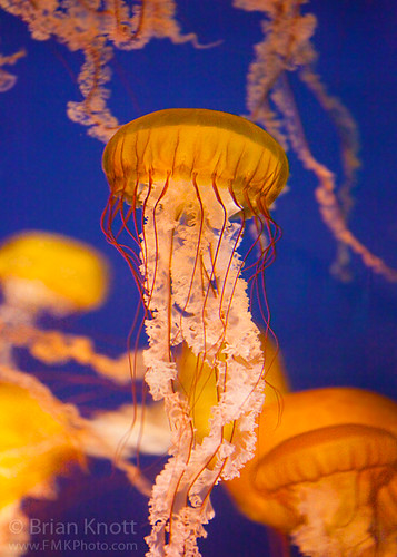 ocean california sea macro water aquarium jellyfish pacific longbeach brianknott forgetmeknottphotography fmkphoto aopnite13