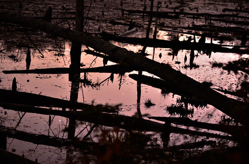 morning reflection night sunrise maryland swamp calvertcliffs