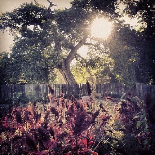 sunset newmexico garden square squareformat sutro nm peralta iphoneography instagramapp uploaded:by=instagram