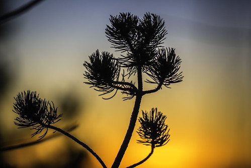 winter sunset orange plants usa plant newmexico santafe nature silhouette photography us photo december branch photographer unitedstates image branches unitedstatesofamerica fav20 photograph bluehour nm fav30 fineartphotography 200mm architecturalphotography commercialphotography fav10 2013 architecturephotography ef200mmf28liiusm unitedtates houstonphotographer mabrycampbell