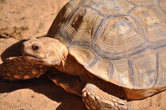 African Tortoise