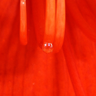 amaryllis nectar
