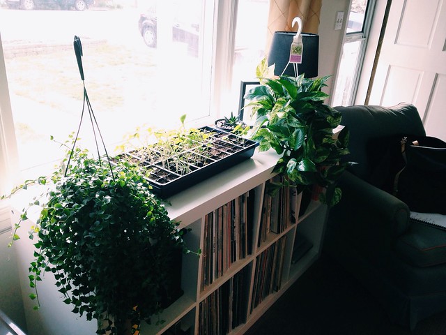 New houseplants