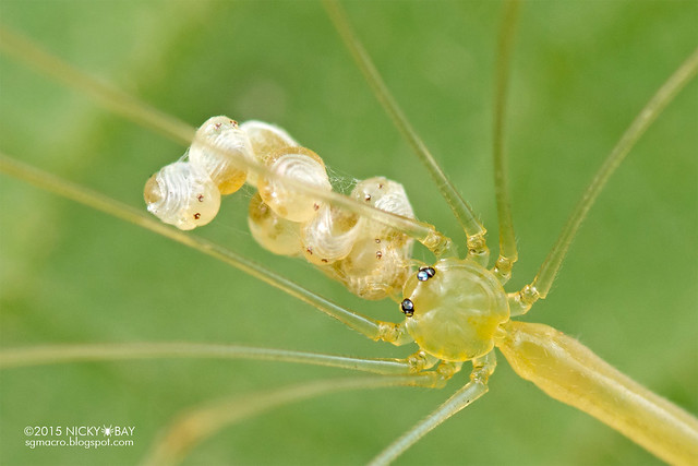 Daddy-long-legs spider (Pholcidae) - DSC_9838